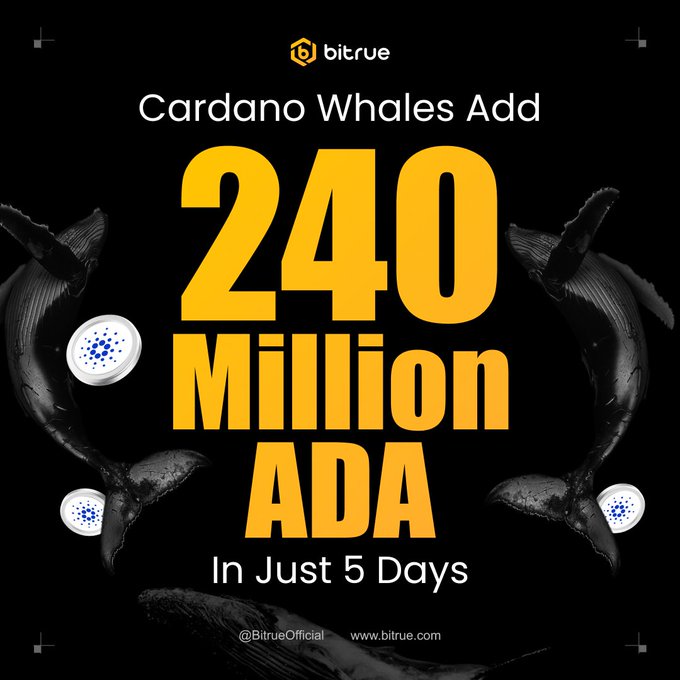 Cardano Whales Add 240 Million ADA in Five Days as Price Hits Monthly High