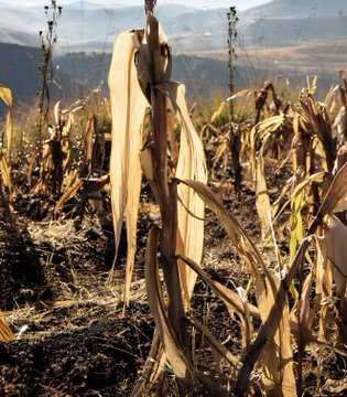 JPMorgan Warns of Global Food Crisis in 2027 on Fertilizer Shortage